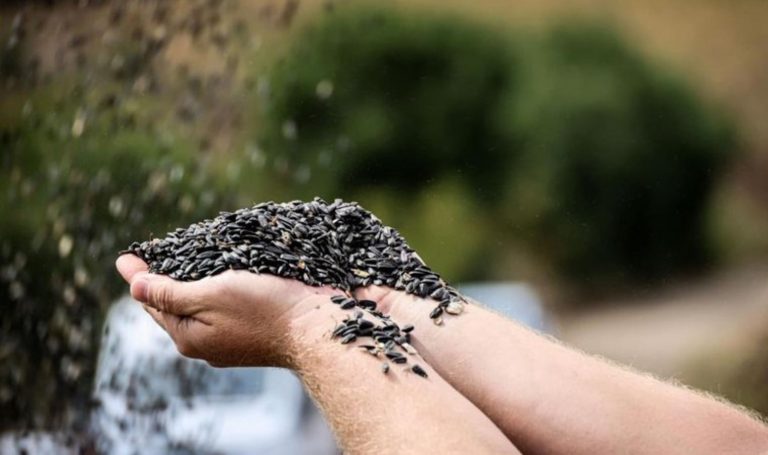 Bilecik’te hasat başladı: “350 kilo dekar ürün” – Son Dakika Hayat Haberleri