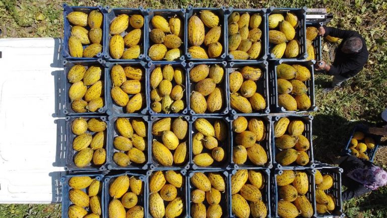 Munzur Dağı eteklerinde kavun ve karpuz yetiştiriciliği artıyor