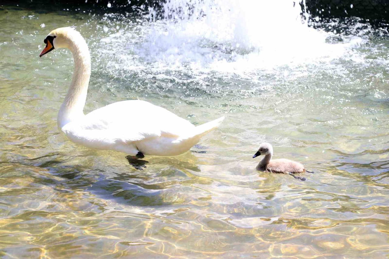 Keşulu Parkı'ndan Sevindirici Haberleri: White Swan 15 yılda ilk kez doğdu