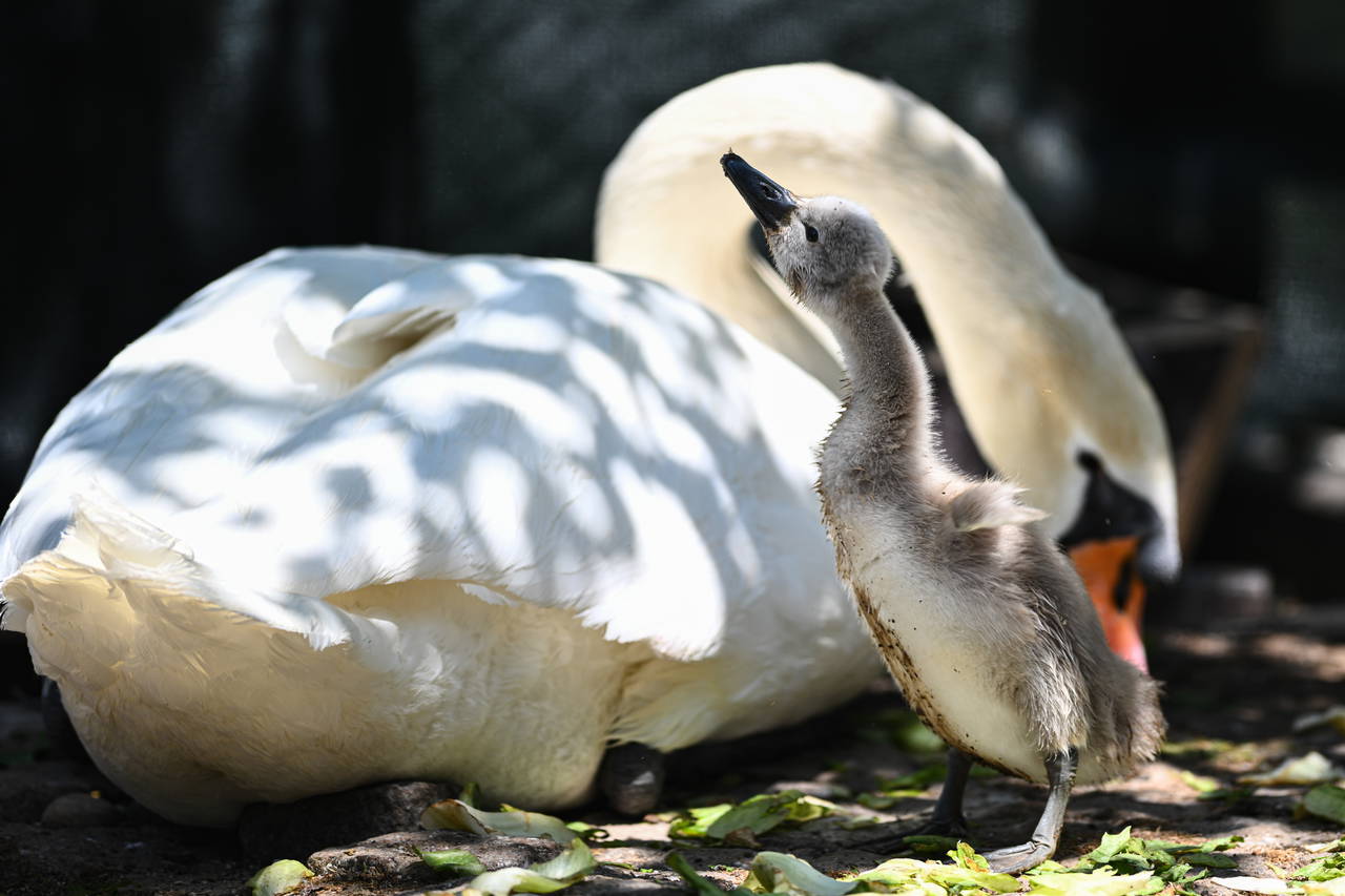 Keşulu Parkı'ndan Sevindirici Haberleri: White Swan 15 yılda ilk kez doğdu