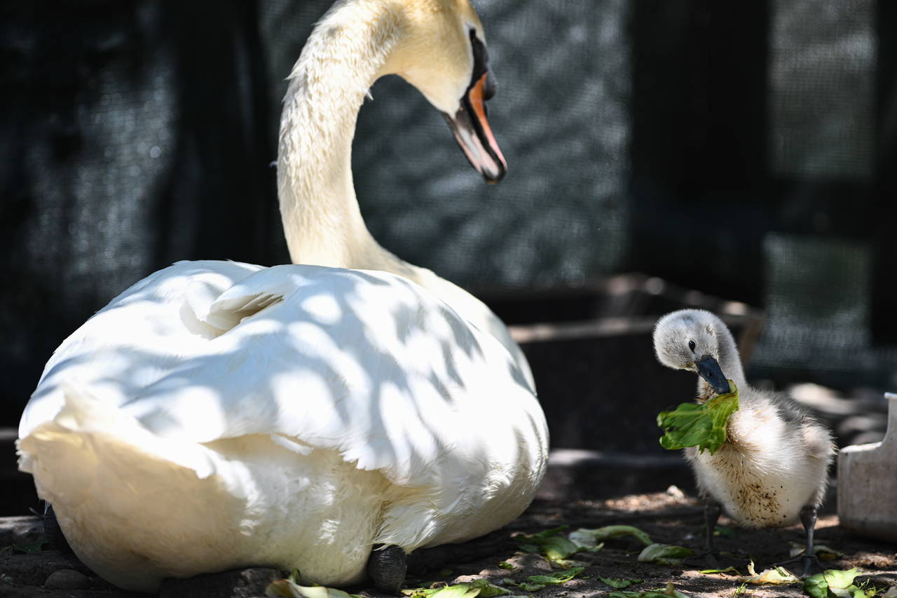 Keşulu Parkı'ndan Sevindirici Haberleri: White Swan 15 yılda ilk kez doğdu