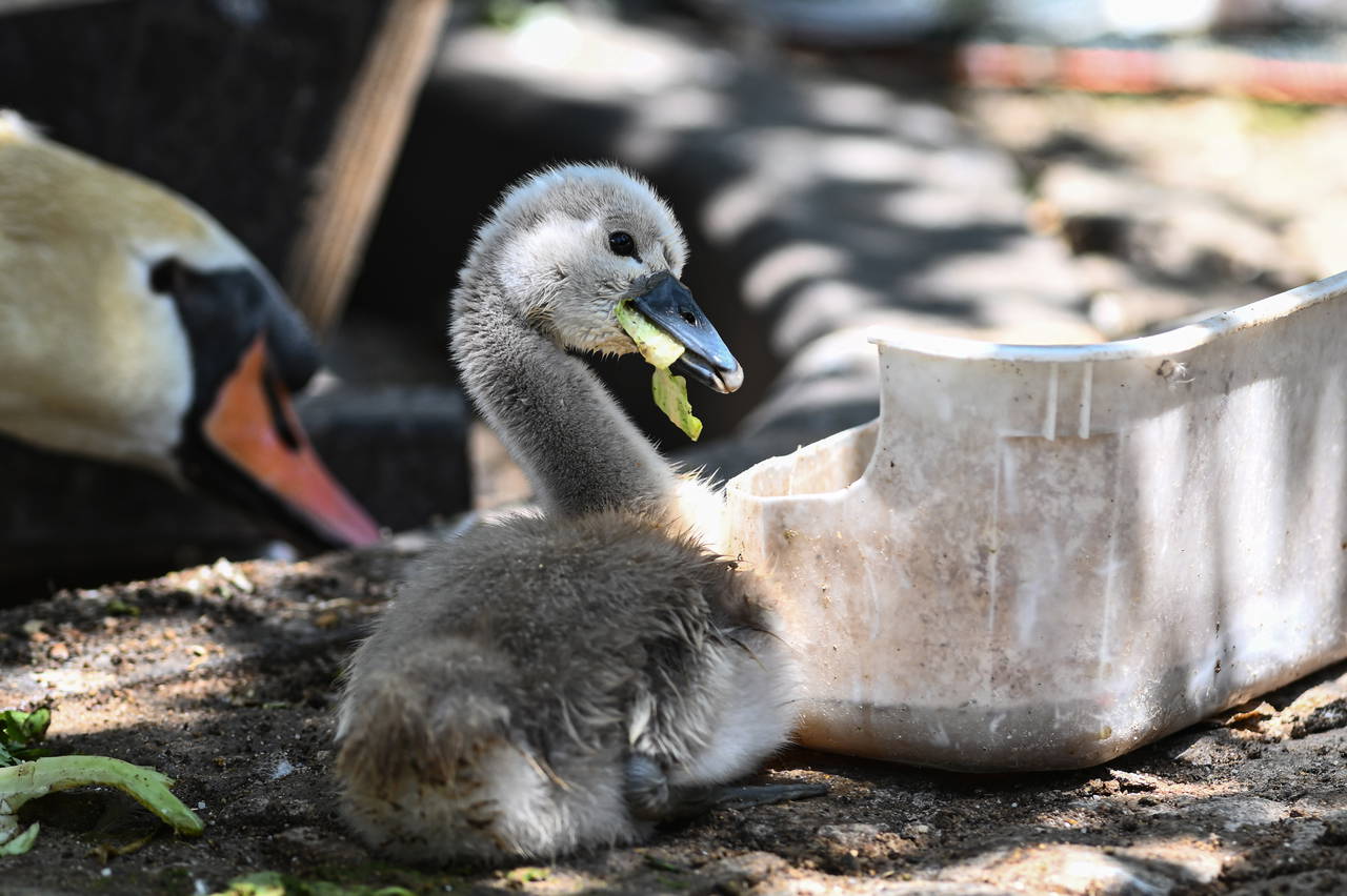Keşulu Parkı'ndan Sevindirici Haberleri: White Swan 15 yılda ilk kez doğdu