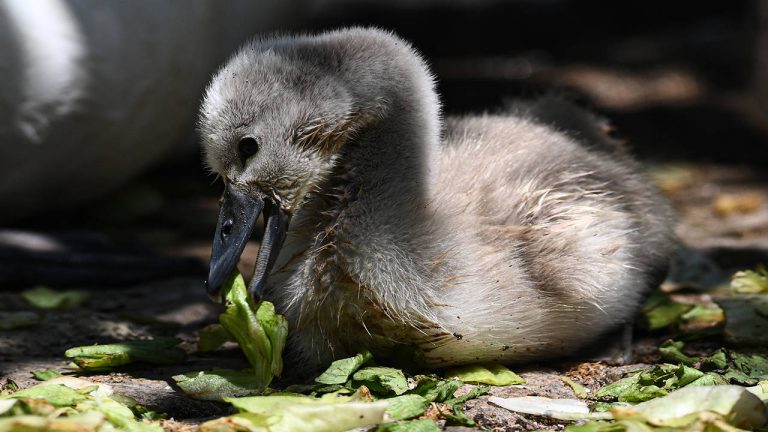 Kuğulu Park’tan sevindirici haber: 15 yıl sonra ilk kez beyaz kuğu doğdu – Son Dakika Yaşam Haberleri