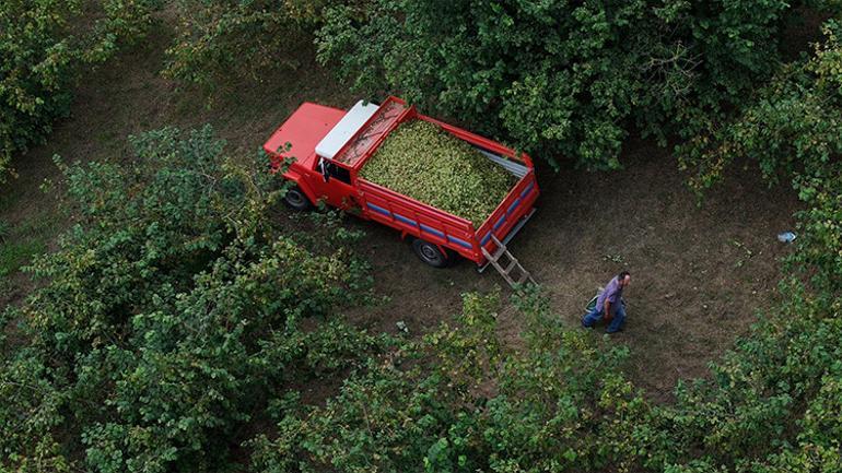 Fındık hasadı Karadeniz'de başladı